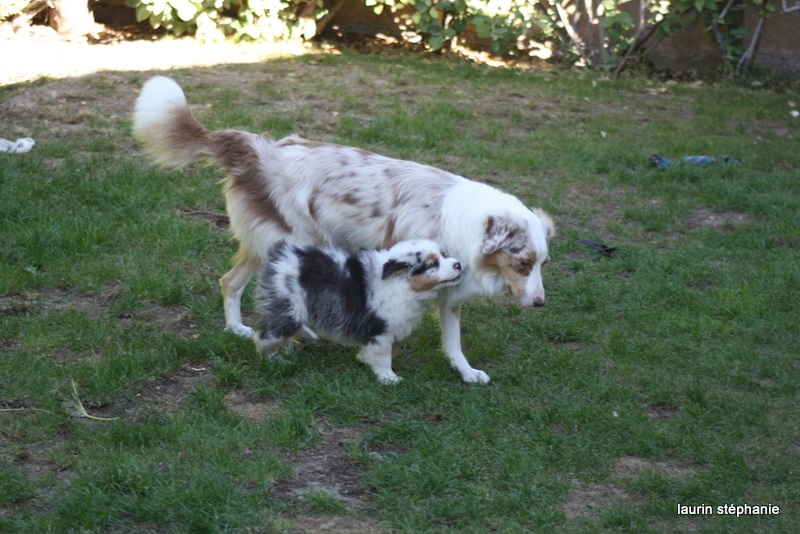 Publication : De L'Etoile De Saphir Auteur : LAURIN STEPHANIE