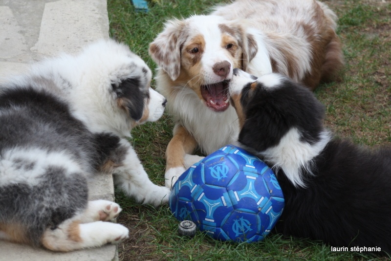 Publication : De L'Etoile De Saphir Auteur : LAURIN STEPHANIE