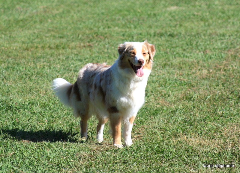 Publication : De L'Etoile De Saphir Auteur : LAURIN STEPHANIE