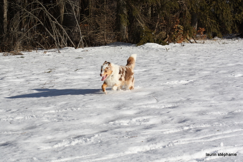 Publication : De L'Etoile De Saphir Auteur : LAURIN STEPHANIE