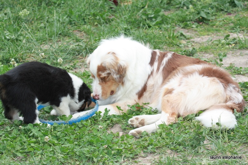 Publication : De L'Etoile De Saphir Auteur : LAURIN STEPHANIE