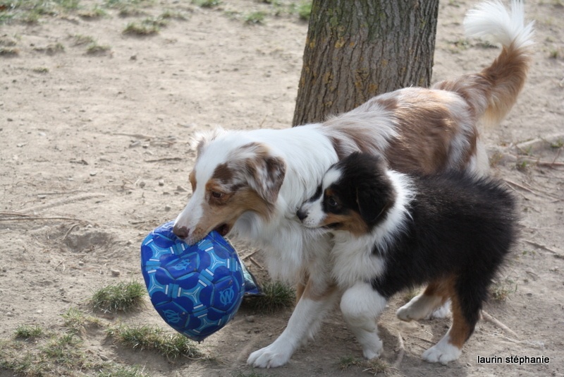 Publication : De L'Etoile De Saphir Auteur : LAURIN STEPHANIE