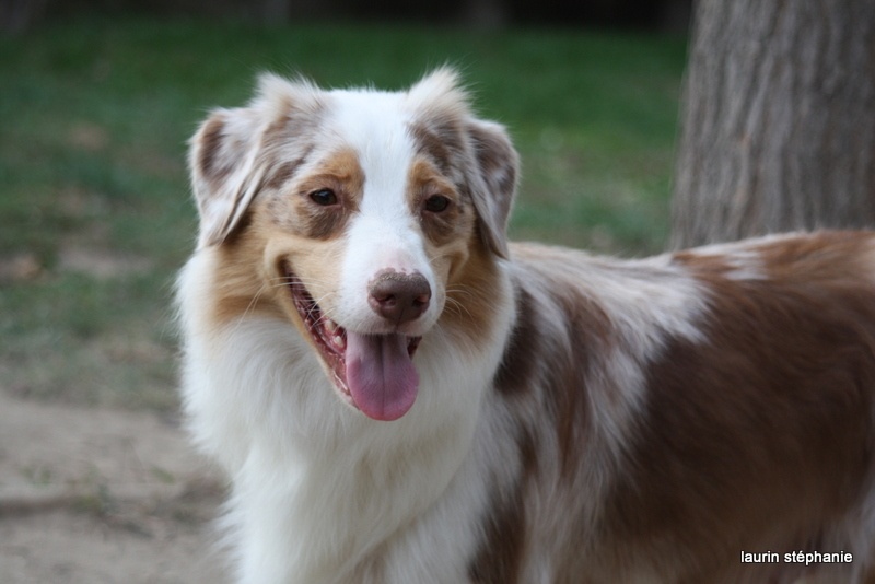 Publication : De L'Etoile De Saphir Auteur : LAURIN STEPHANIE