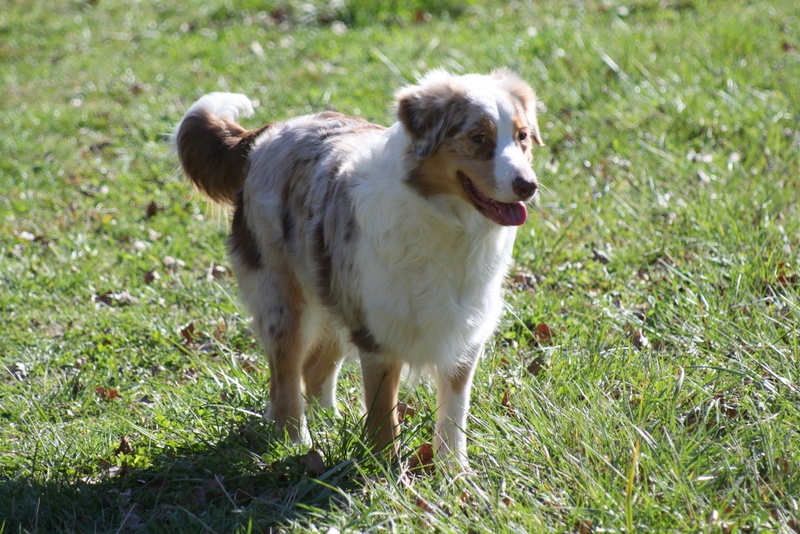 Publication : De L'Etoile De Saphir Auteur : LAURIN STEPHANIE