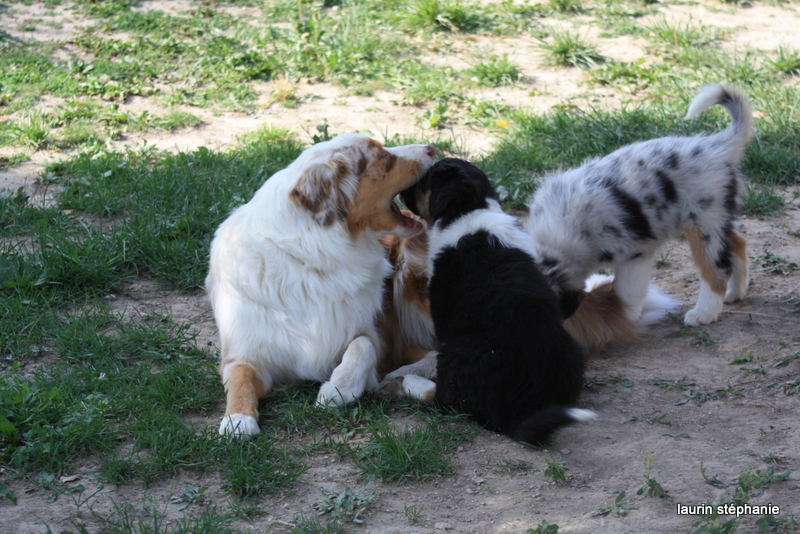 Publication : De L'Etoile De Saphir Auteur : LAURIN STEPHANIE