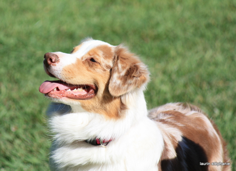 Publication : De L'Etoile De Saphir Auteur : LAURIN STEPHANIE