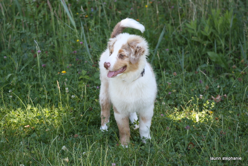 Publication : De L'Etoile De Saphir Auteur : LAURIN STEPHANIE