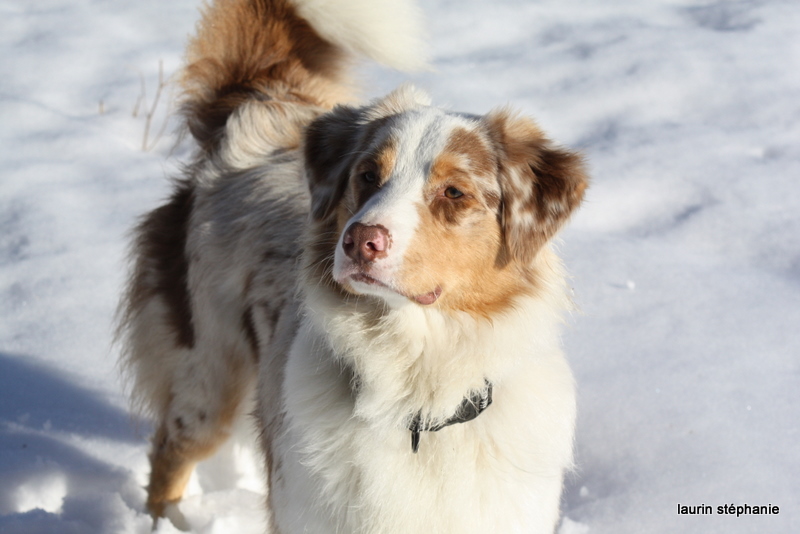 Publication : De L'Etoile De Saphir Auteur : LAURIN STEPHANIE