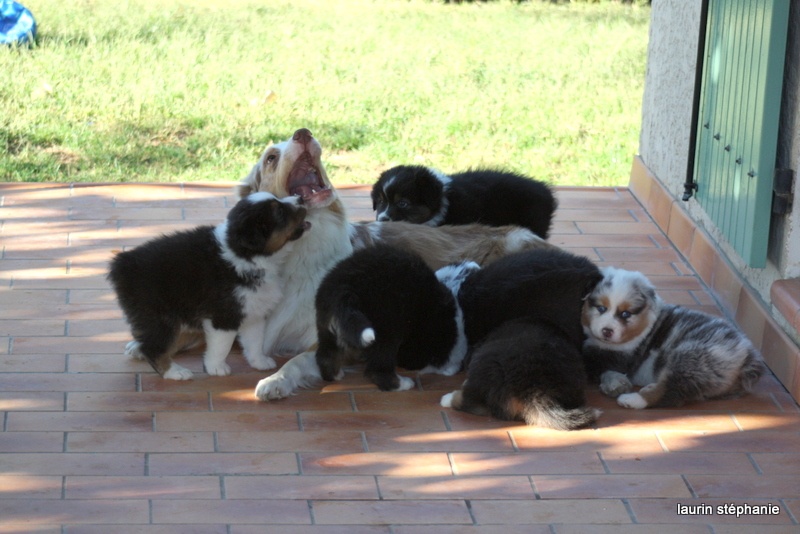 Publication : De L'Etoile De Saphir Auteur : LAURIN STEPHANIE