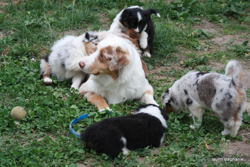 Publication : De L'Etoile De Saphir Auteur : LAURIN STEPHANIE