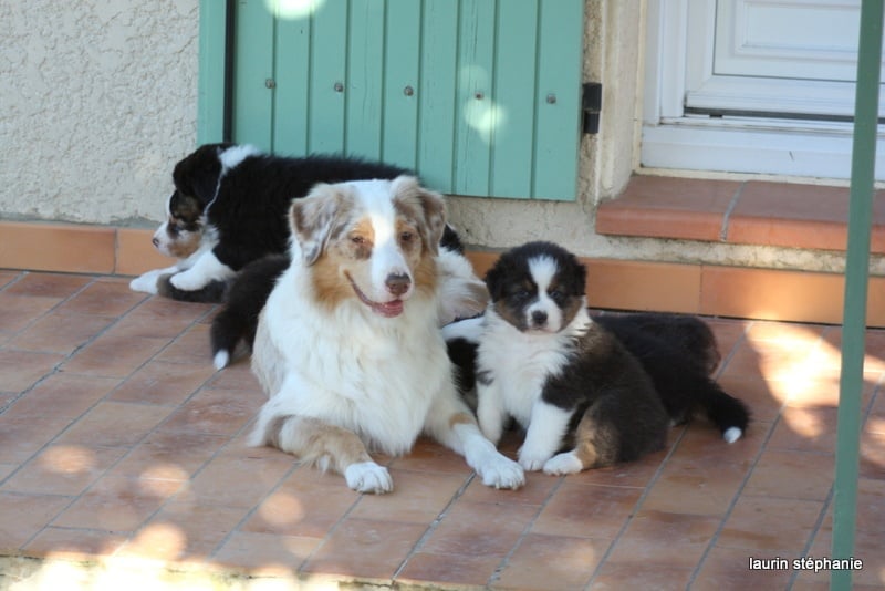 Publication : De L'Etoile De Saphir Auteur : LAURIN STEPHANIE