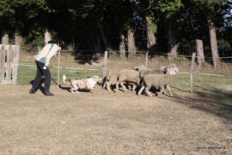 Publication : De L'Etoile De Saphir Auteur : LAURIN STEPHANIE