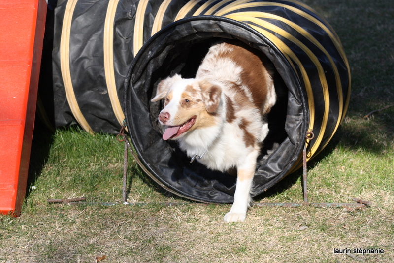 Publication : De L'Etoile De Saphir Auteur : LAURIN STEPHANIE