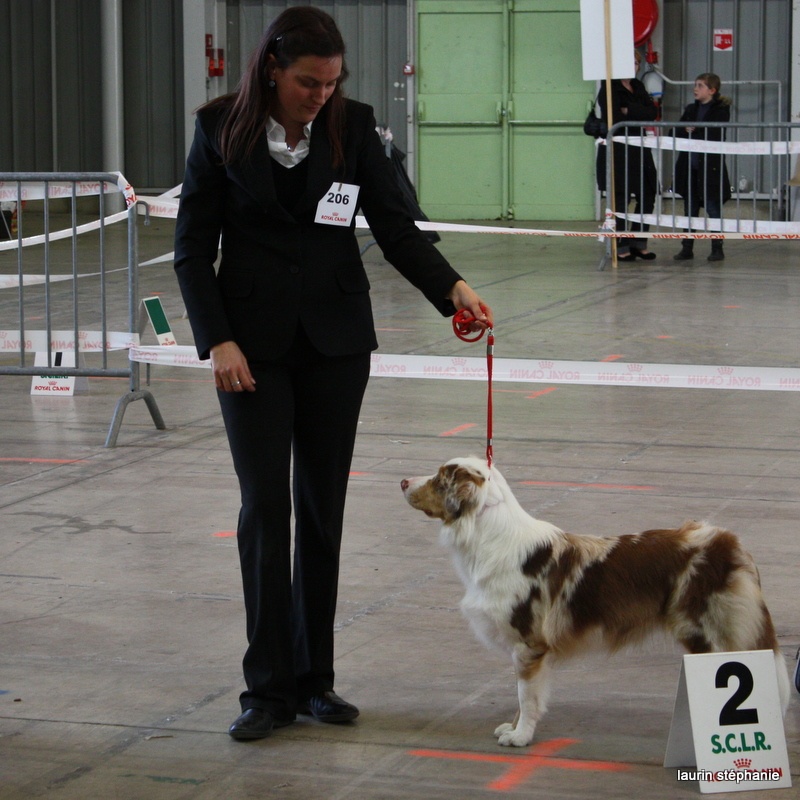 Gipsy lm presley des soupirs d'alizée - 2 ème excellent jeune