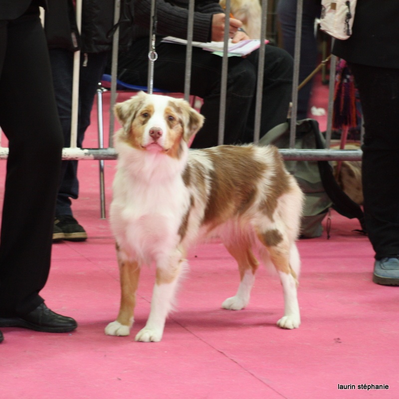 Gipsy lm presley des soupirs d'alizée - excellent ( jeune)