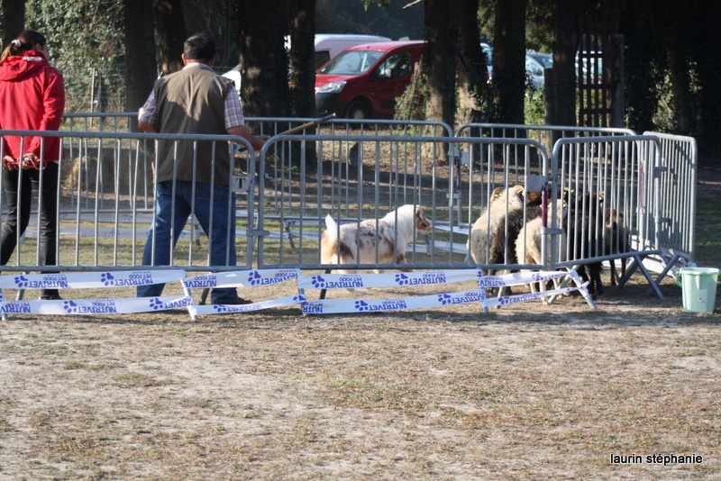 Gipsy lm presley des soupirs d'alizée - CANT