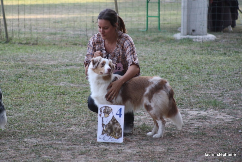 Gipsy lm presley des soupirs d'alizée - TRES PROMETTEUR 4 ème