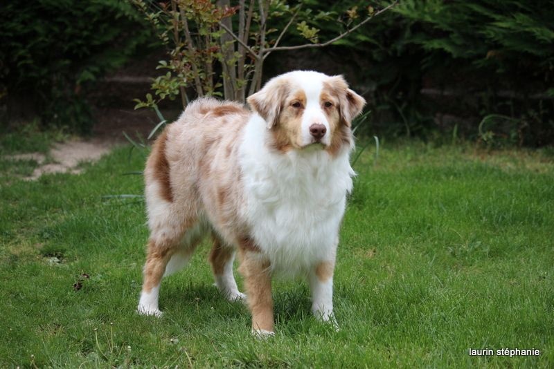 Gipsy lm presley des soupirs d'alizée - Très bon