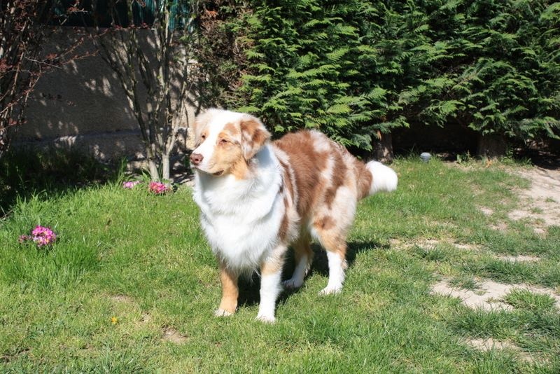 Gipsy lm presley des soupirs d'alizée - excellent (ouverte)