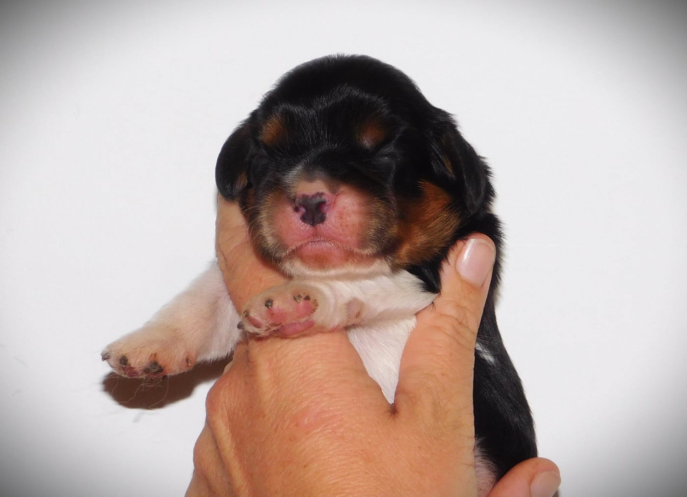 CHIOT 3