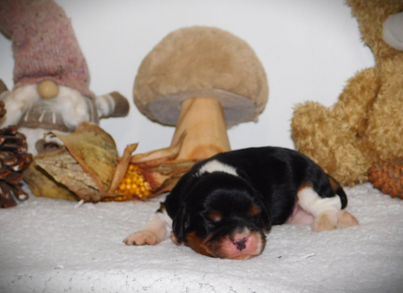 CHIOT 3