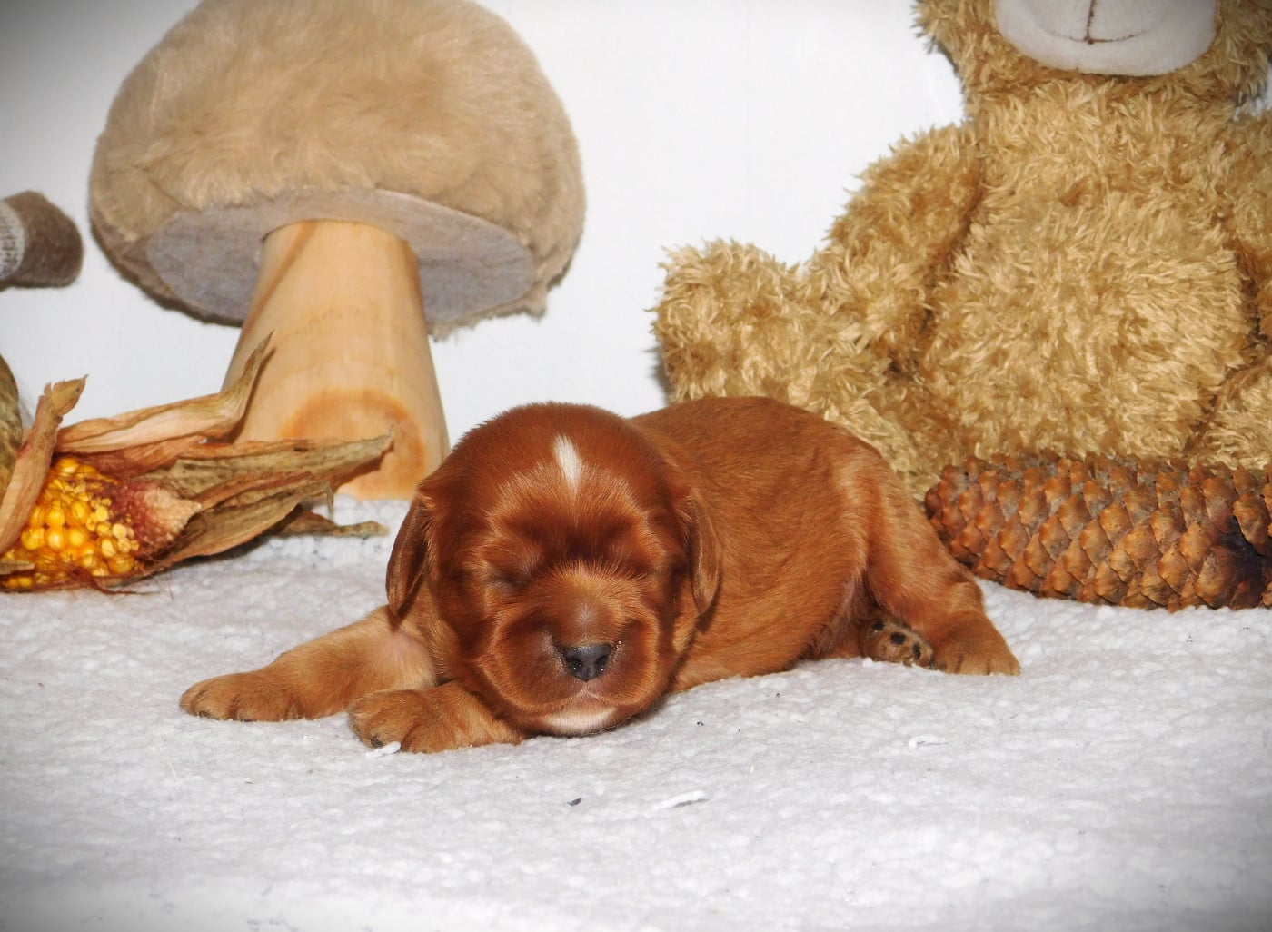 CHIOT 1
