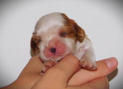 Cavalier King Charles Spaniel