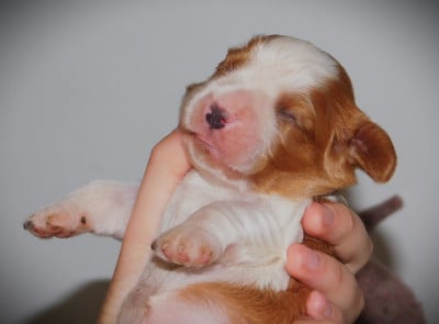 CHIOT 2 - Cavalier King Charles Spaniel