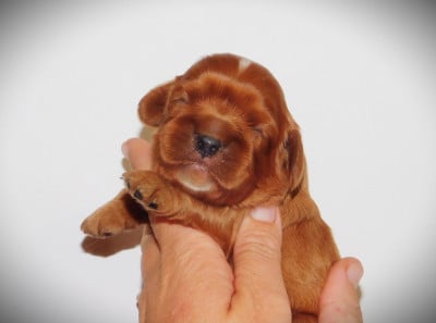 Les chiots de Cavalier King Charles Spaniel