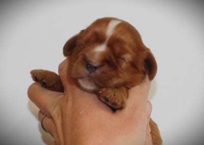 Les chiots de Cavalier King Charles Spaniel