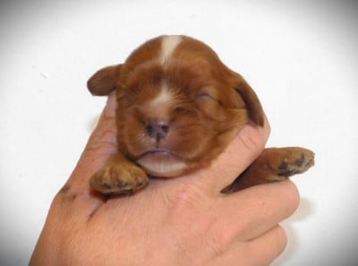 Les chiots de Cavalier King Charles Spaniel
