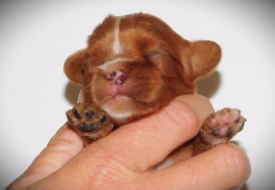 Les chiots de Cavalier King Charles Spaniel