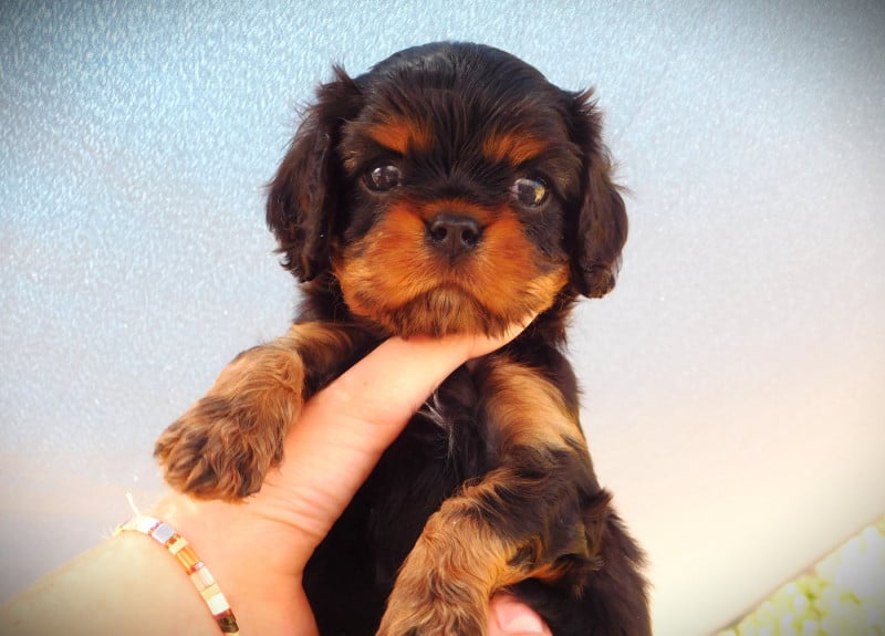 Cavalier King Charles Spaniel - Du Paradis D'Eole