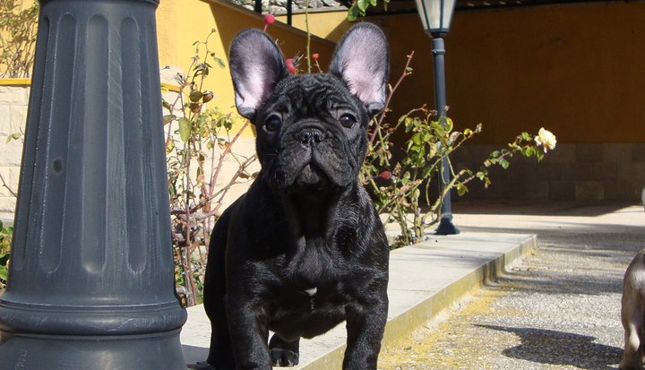 Publication : Dos Touros