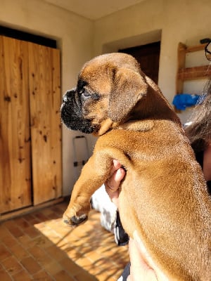 Les chiots de Boxer