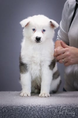 Les chiots de Laika de iakoutie