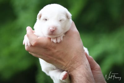 Les chiots de Laika de iakoutie