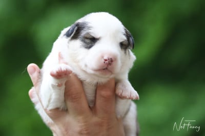 Les chiots de Laika de iakoutie