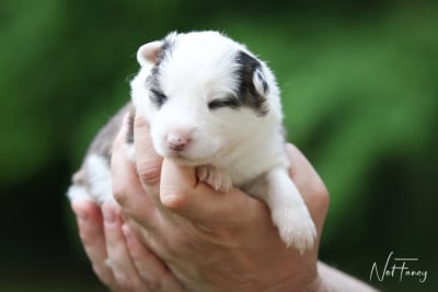 Les chiots de Laika de iakoutie