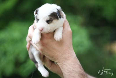 Les chiots de Laika de iakoutie