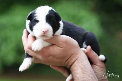 Les chiots de Laika de iakoutie