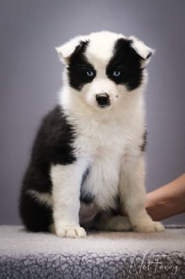 Les chiots de Laika de iakoutie