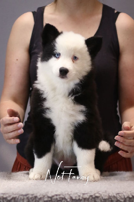 Les chiots de Laika de iakoutie