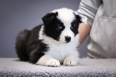 Les chiots de Laika de iakoutie