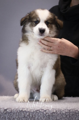 Les chiots de Laika de iakoutie