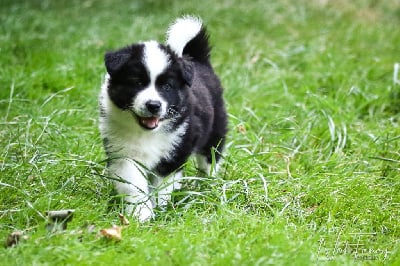 Les chiots de Laika de iakoutie