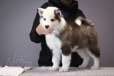 Les chiots de Laika de iakoutie