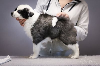 Les chiots de Laika de iakoutie