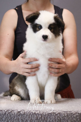 Les chiots de Laika de iakoutie