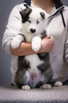Les chiots de Laika de iakoutie